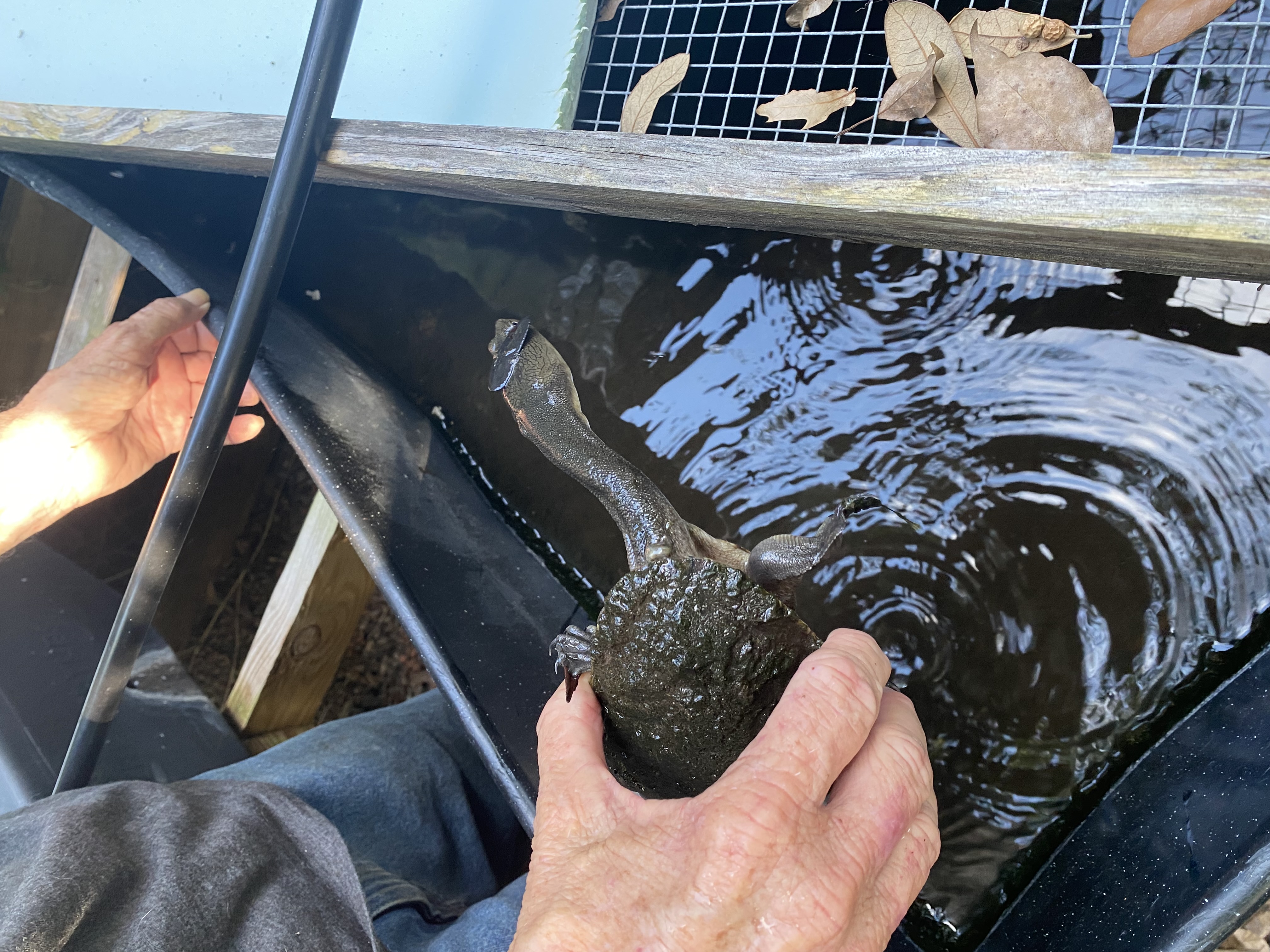 John holding long neck turtle