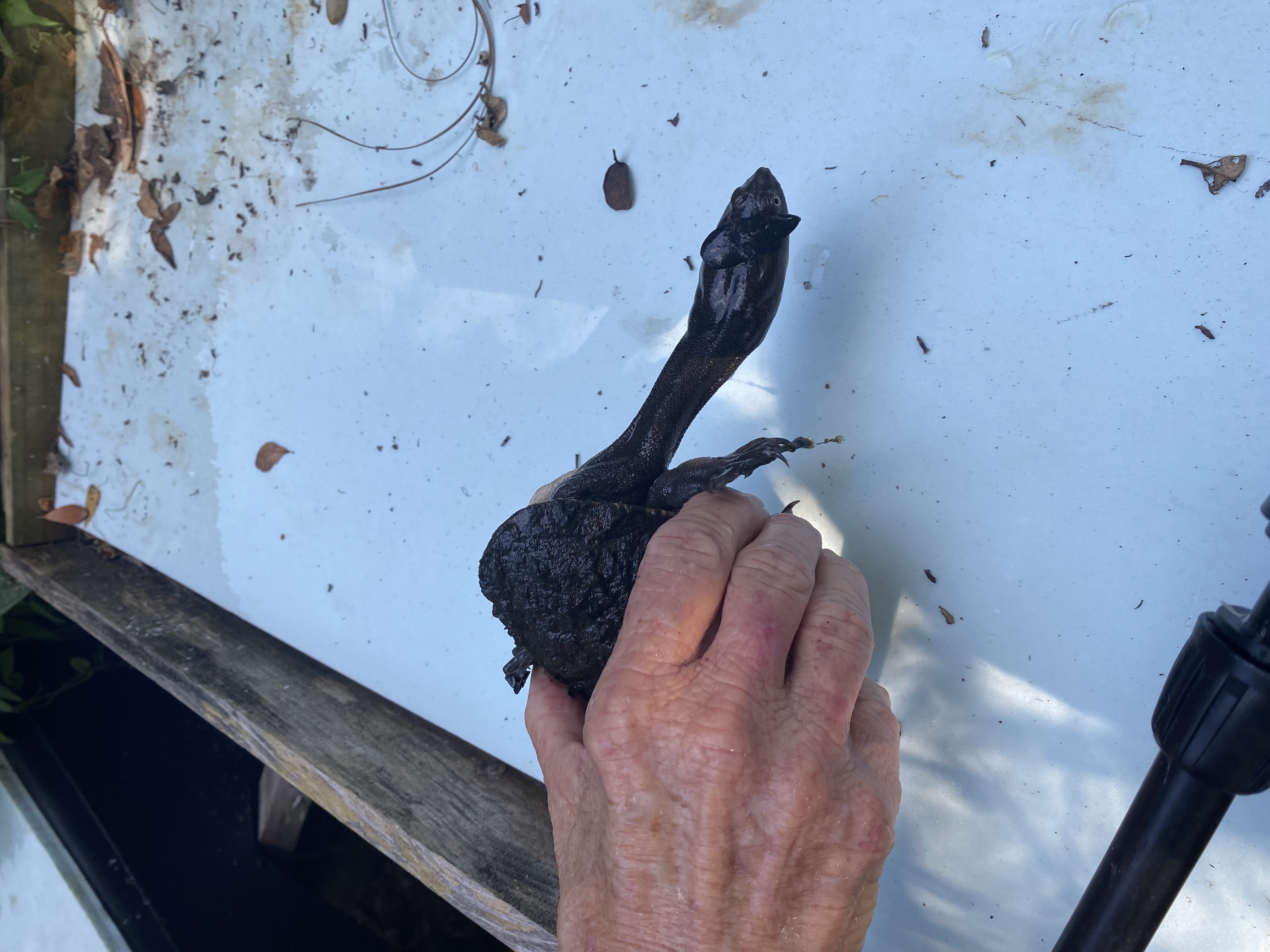 John holding long neck turtle